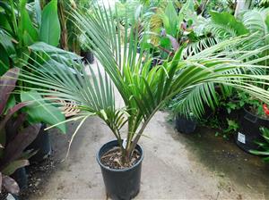 RHOPALOSTYLIS SAPIDA THE SHAVING BRUSH OR FEATHER DUSTER PALM