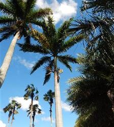 ROYSTONEA OLERACEA THE SOUTH AMERICAN ROYAL PALM