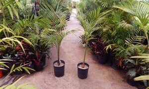 ROYSTONEA REGIA THE CUBAN ROYAL PALM