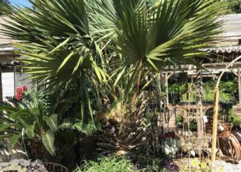 SABAL BRAZORIENSIS