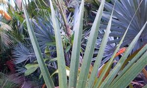 SABAL CAUSIARUM LARGE TRUNKED TROPICAL FAN PALM