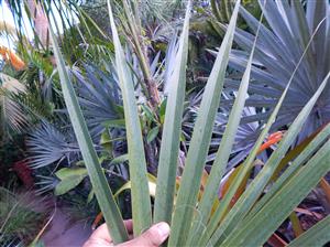 SABAL CAUSIARUM LARGE TRUNKED TROPICAL FAN PALM