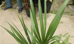 SABAL CAUSIARUM LARGE TRUNKED TROPICAL FAN PALM