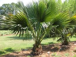 SABAL LOUISIANA THE LOUISIANA PALMETTO PALM