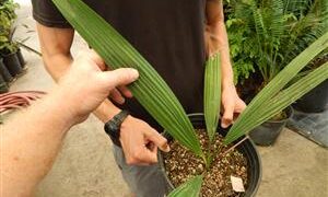 SABAL ROSEI GREEN FAN PALM FROM MEXICO