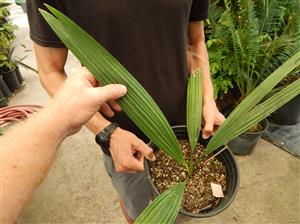 SABAL ROSEI GREEN FAN PALM FROM MEXICO