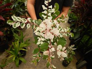 THE SNOWBUSH PLANT BREYNIA DISTICHA