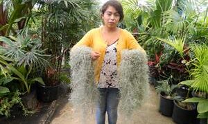 SPANISH MOSS TILLANDSIA USNEOIDES