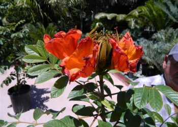SPATHODEA CAMPANULATA THE AFRICAN TULIP TREE CLUSTERS OF LARGE RED-ORANGE BLOSSOMS