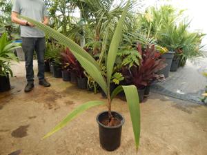 SYAGRUS KELLYANA SMALL TO MEDIUM SIZED PINNATE PALM A RARE AND SMALLER ALTERNATIVE TO THE QUEEN PALM