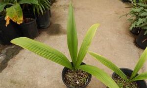 SYAGRUS OLERACEA THIN TRUNK & TALL SOLITARY PALM