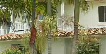 KING PALM ARCHONTOPHOENIX CUNNINGHAMIANA SINGLE TRUNK, CROWNSHAFTED, QUICK GROWING PINNATE PALM