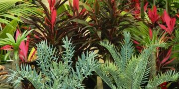 HAWAIIAN TI PLANTS – CORDYLINE FRUITICOSA GREAT COLOR FOR THE GARDEN ASSORTMENT OF NEW VARIETIES AT NURSERY