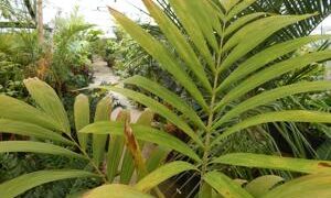 VEITCHIA MERRILLII HYBRID POTENTIAL TO GROW SOMETHING THAT CAN’T BE GROWN HERE