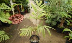 VEITCHIA WININ NATIVE ONLY TO VANUATU