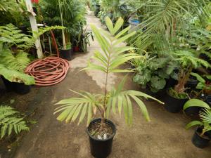 VEITCHIA WININ NATIVE ONLY TO VANUATU