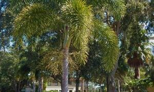 WODYETIA BIFURCATA THE FOXTAIL PALM