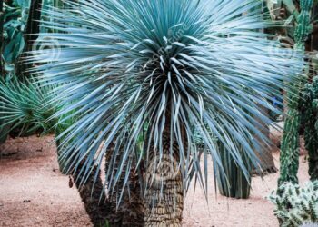 YUCCA ROSTRATA BLUE SUCCULENT WITH AMAZING COLD HARDINESS
