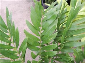 ZAMIA AMBLYPHYLLIDIA DWARF GREEN CYCAD