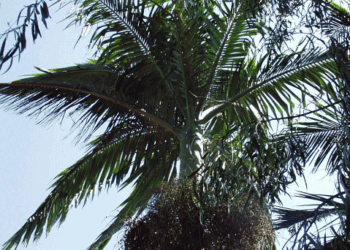 ARCHONTOPHOENIX BEATRICAE RARE VARIETY OF THE KING PALM