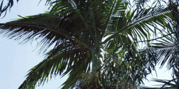 ARCHONTOPHOENIX BEATRICAE RARE VARIETY OF THE KING PALM