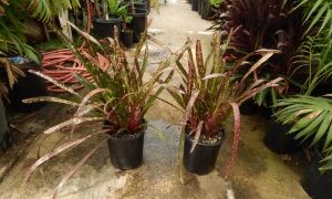 BILBERGIA HALLELUHAY SPOTTED SUN TOLERANT BROMELIAD