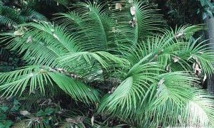 CERATOZAMIA MEXICANA