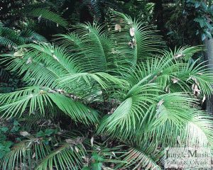 CERATOZAMIA MEXICANA