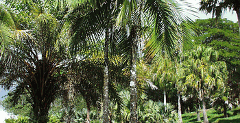 DICTYOSPERMA ALBUM VAR RUBRUM PRINCESS PALM, HURRICANE PALM