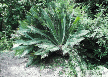DIOON EDULE SMALL TO MEDIUM SIZED MEXICAN CYCAD
