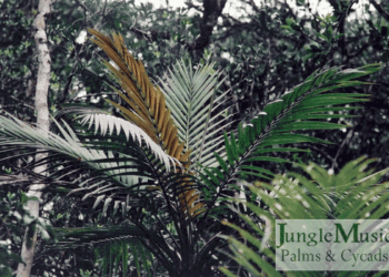LACCOSPADIX AUSTRALASICA SINGLE TRUNK MOUNTAIN FORM