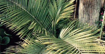 LYTOCARYUM HOENII NEAR EXTINCT SEMI-DWARF PALM FROM BRAZIL