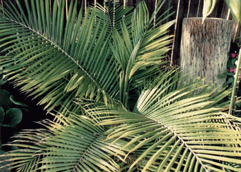 LYTOCARYUM HOENII NEAR EXTINCT SEMI-DWARF PALM FROM BRAZIL