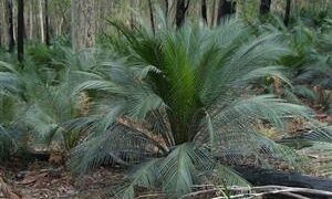 MACROZAMIA COMMUNIS MEDIUM SIZED GREEN CYCAD FROM EASTERN AUSTRALIA
