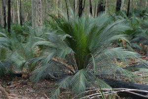 MACROZAMIA COMMUNIS MEDIUM SIZED GREEN CYCAD FROM EASTERN AUSTRALIA