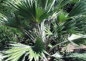 PRITCHARDIA HILLEBRANDII A HAWAIIAN LOULU FAN PALM