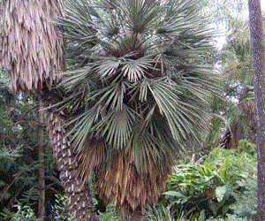 TRITHRINAX CAMPESTRIS BLUE, SUCKERING FAN PALM VERY COLD HARDY