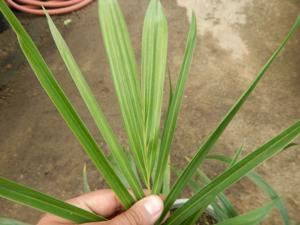 ALLAGOPTERA ARENARIA THE SEASHORE OR BEACH PALM