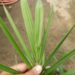 ALLAGOPTERA ARENARIA THE SEASHORE OR BEACH PALM