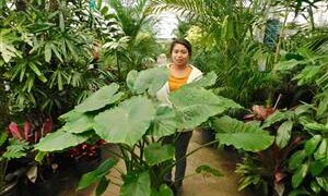 ALOCASIA CAL-ODORA