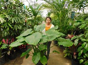 ALOCASIA CAL-ODORA