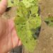 COLOCASIA ESCULENTE “MOJITO” GREEN ELEPHANT EAR PLANT WITH SPLOTCHES OF BLACK ON THE LEAVES