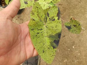 COLOCASIA ESCULENTE “MOJITO” GREEN ELEPHANT EAR PLANT WITH SPLOTCHES OF BLACK ON THE LEAVES