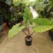 ALOCASIA SUMO AN EXOTIC ELEPHANT EAR WITH SOME COLD HARDINESS