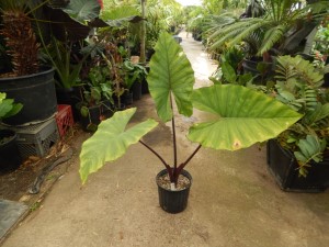 ALOCASIA SUMO AN EXOTIC ELEPHANT EAR WITH SOME COLD HARDINESS