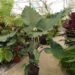 ALOCASIA SUMO HYBRID ALOCASIA – EXOTIC WITH SOME COLD HARDINESS