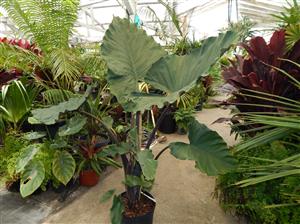 ALOCASIA SUMO HYBRID ALOCASIA – EXOTIC WITH SOME COLD HARDINESS