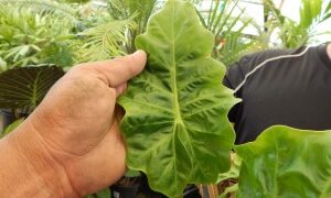 ALOCASIA LOW RIDER TRUE DWARF GREEN HYBRID
