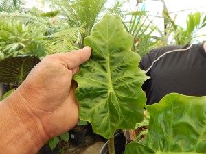 ALOCASIA LOW RIDER TRUE DWARF GREEN HYBRID