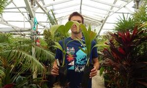 PALM SEEDLINGS FIVE DIFFERENT TYPES ONE SALE